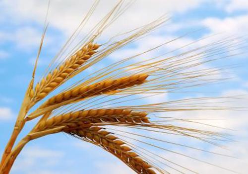 小麦配什么食物吃更好 小麦适合什么人吃