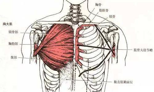 做完俯卧撑腋下疼是怎么回事（做完俯卧撑腋下肌肉酸痛）