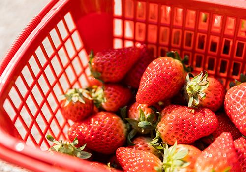 草莓没熟可以吃吗 草莓太生怎么让它变熟