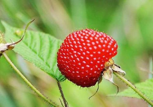 野草莓和蛇莓的区别