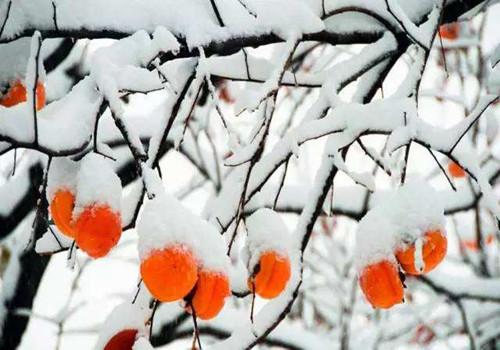 霜降节气特点 霜降节气特点是什么