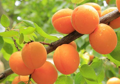 杏和牛肉可以一起吃吗 吃杏子会中毒吗