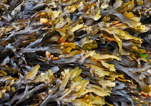 吃海藻有什么好处 海藻和什么一起吃好