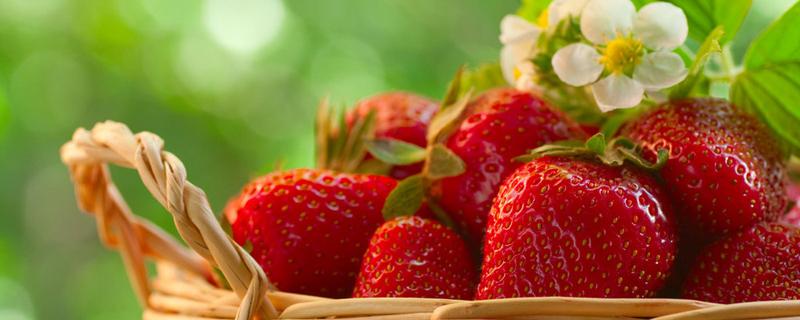 冬天大棚草莓什么时候成熟 冬天的草莓能吃吗