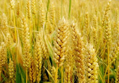 小麦营养价值及功效 吃小麦注意事项