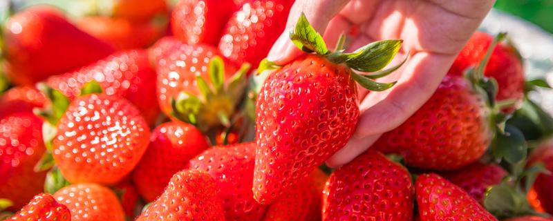 吃草莓的季节是几月份 冬季的草莓是催熟的吗