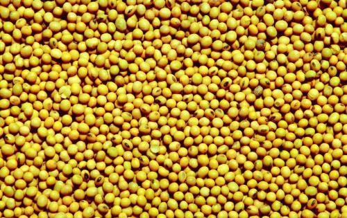 黄豆的作用 细数黄豆的15大功效