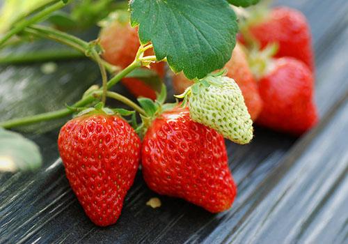草莓有什么营养 草莓吃了有什么功效