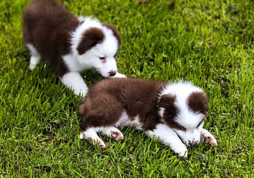 家里养宠物狗对孕妇有影响吗 家里养狗对孕妇有影响吗?