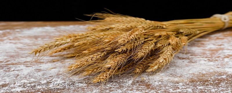 小麦的热量是多少大卡 小麦热量高吗