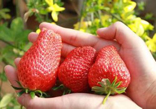 吃草莓过敏怎么办