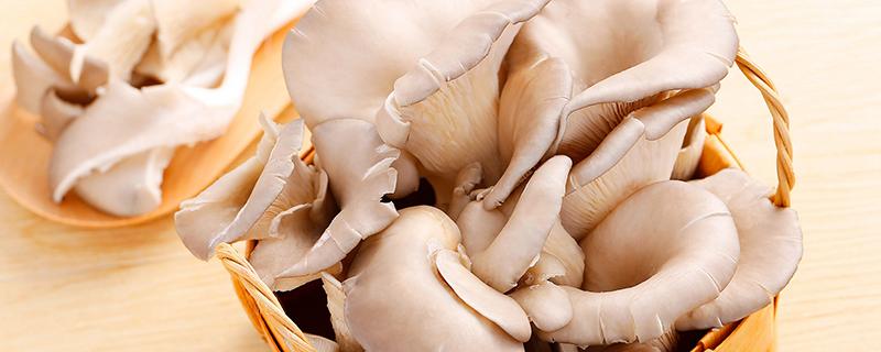 减肥期间可以吃蘑菇吗 减肥期间可以吃蘑菇吗能吃吗