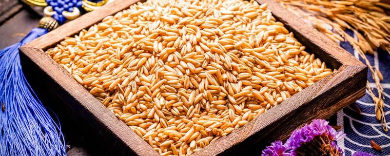 糙米能减肥吗 减肥一次吃多少糙米