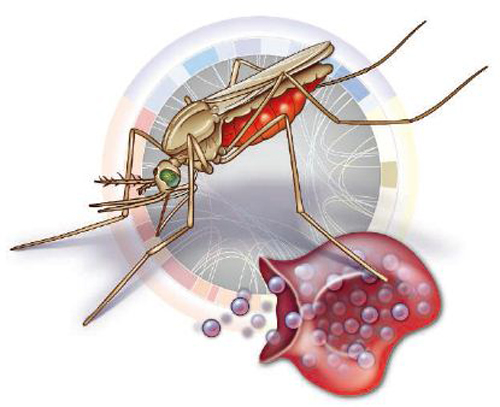疟疾的传播途径是什么（疟疾的传播途径是什么选择题）