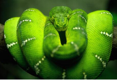 蛇咬伤后，残留DNA可鉴别毒蛇种类 蛇咬伤怎么分辨是不是毒蛇