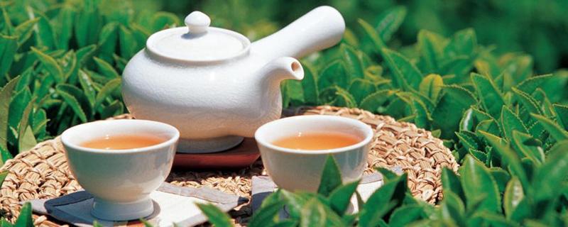 绞股蓝茶可以天天喝吗 天天喝有什么副作用吗？