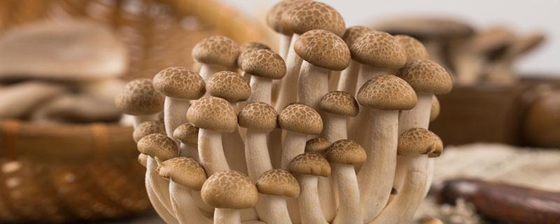 蘑菇可以隔夜吃么 蘑菇隔夜的能吃吗