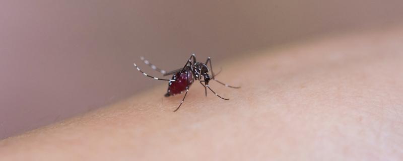 为什么傍晚蚊子喜欢在头顶飞 喜欢在头顶飞的蚊子