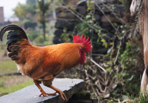 H7N9可以吃鸡吗 正确吃鸡不会染上H7N9禽流感