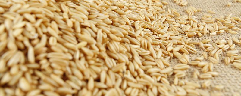 吃血燕麦有什么好处 血燕麦对人体的作用