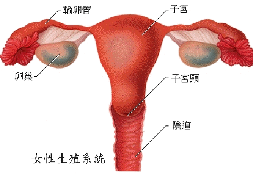 切除卵巢有什么影响（60岁女人切除卵巢有什么影响）