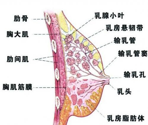 乳房小叶增生能喝豆浆吗（有乳腺结节和小叶增生能喝豆浆吗）