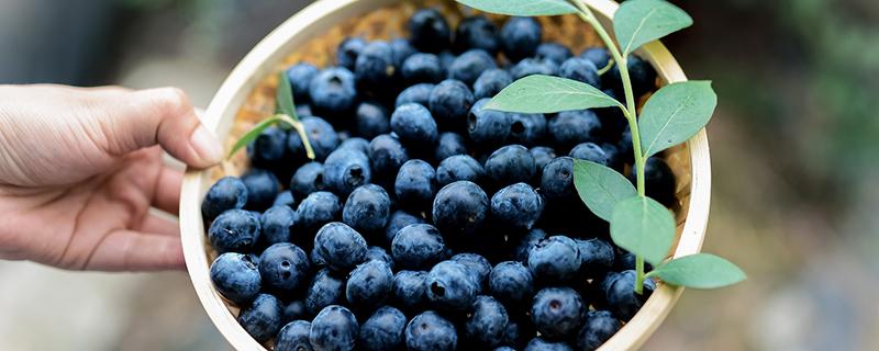 蓝莓可以放多久 蓝莓一天吃多少为宜