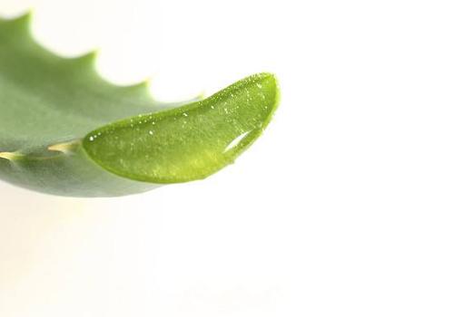 宝宝淹脖子能用芦荟胶吗（芦荟胶治淹脖子吗）