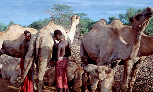 骆驼奶的营养价值 骆驼奶的营养价值有哪些