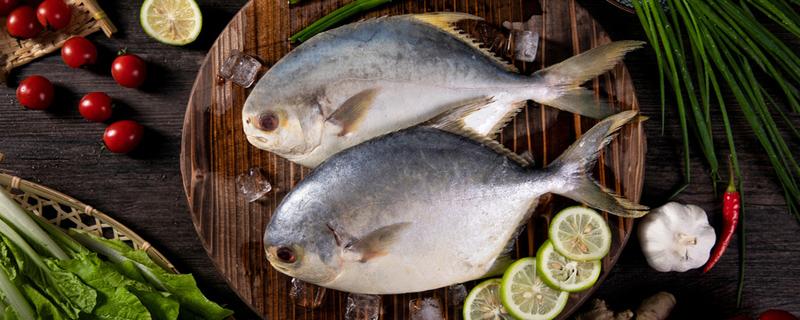 金鲳鱼营养功效与作用 金鲳鱼营养功效与作用