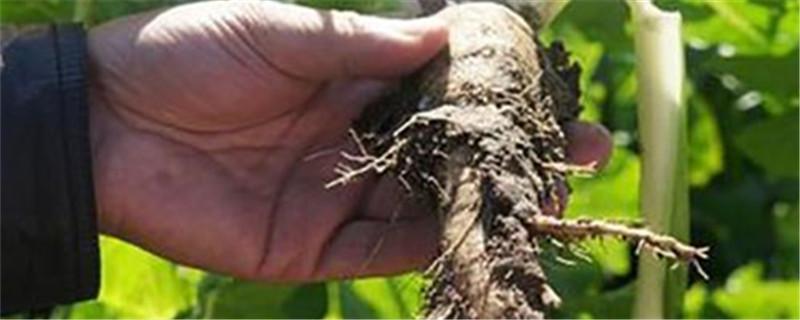 菊苣根的功效与作用 菊苣根的功效与作用的功能与主治与用量