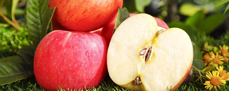 减肥期间晚上吃什么水果好 减肥晚上吃什么水果好而且瘦的快