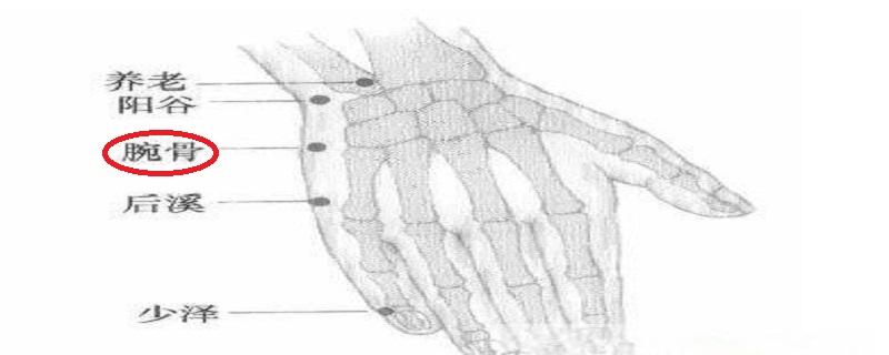 腕骨在哪个位置图片 手腕骨在哪个位置图片