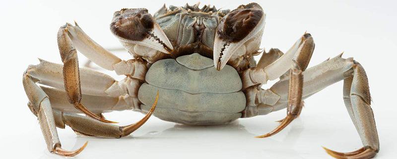 广东螃蟹什么时候最肥 广东螃蟹什么时候最肥最好吃