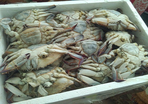 螃蟹死了能吃吗 活螃蟹放冰箱冻死了还能吃吗