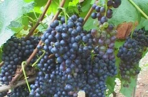 山葡萄的营养价值 山葡萄的营养价值和普通葡萄哪个好