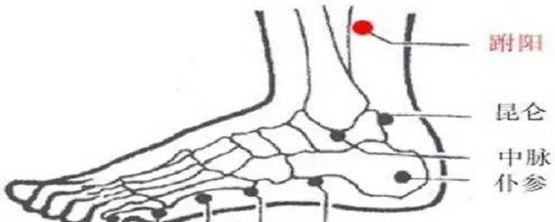 跗阳准确位置图和作用 跗阳的准确位置