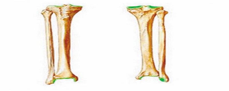 胫骨腓骨的区分（胫骨腓骨的区分左右）