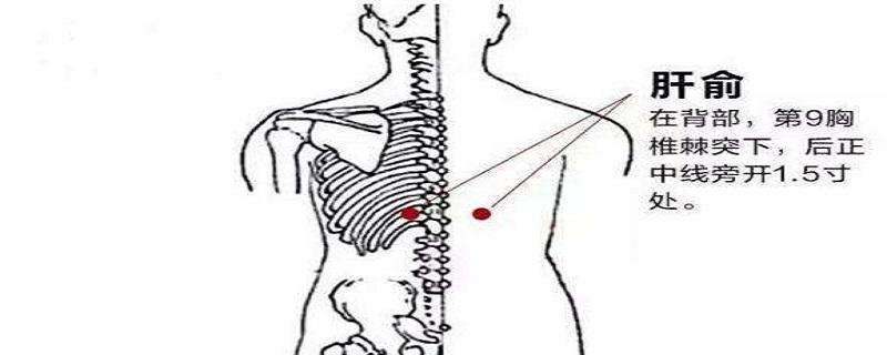 肝俞怎么找最简单（如何找到肝俞）