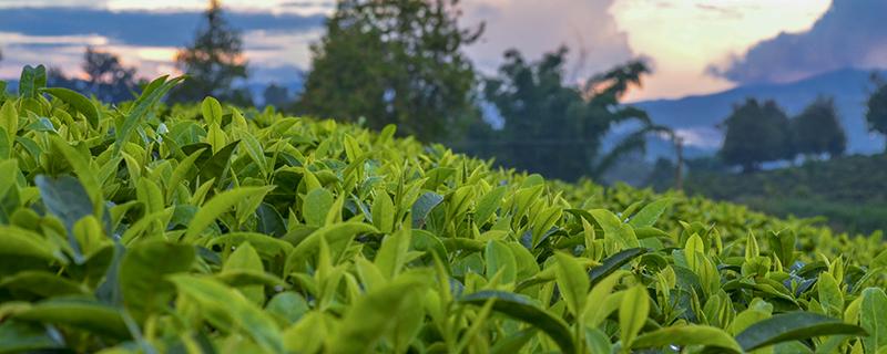 海棠茶叶的功效与作用（海棠茶叶的功效与作用及禁忌）