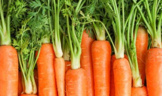青萝卜和胡萝卜能一起吃吗 青萝卜和胡萝卜是否能一起吃
