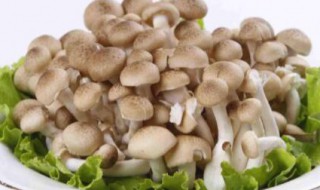 蟹味菇的营养价值蟹味菇的功效与作用有哪些 关于蟹味菇的营养价值和功效与作用