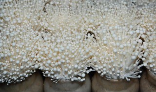 金针菇种植过程 如何种植金针菇