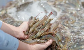 保存新鲜的虾怎么保存 保存新鲜的虾方法