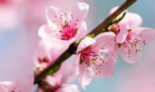 保存新鲜的桃花花瓣的方法 保存新鲜的桃花花瓣的方法有哪些