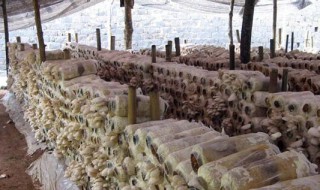 大棚种植平菇技术 大棚种植平菇技术是什么
