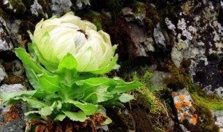 天山雪莲的种植方法 如何种植天山雪莲