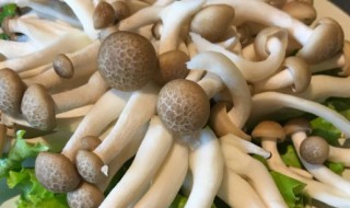 海鲜菇和蟹味菇的各种做法 海鲜菇和蟹味菇的烹饪方法