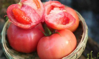 怀孕能吃西红柿吗 怀孕可以吃西红柿吗