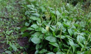 齐齐菜的功效与作用 齐齐菜的功效与作用介绍